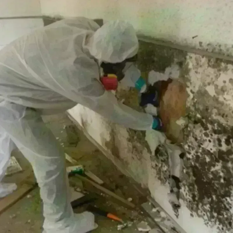 Mold Remediation and Removal in Muskingum County, OH